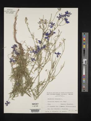 Delphinium consolida image