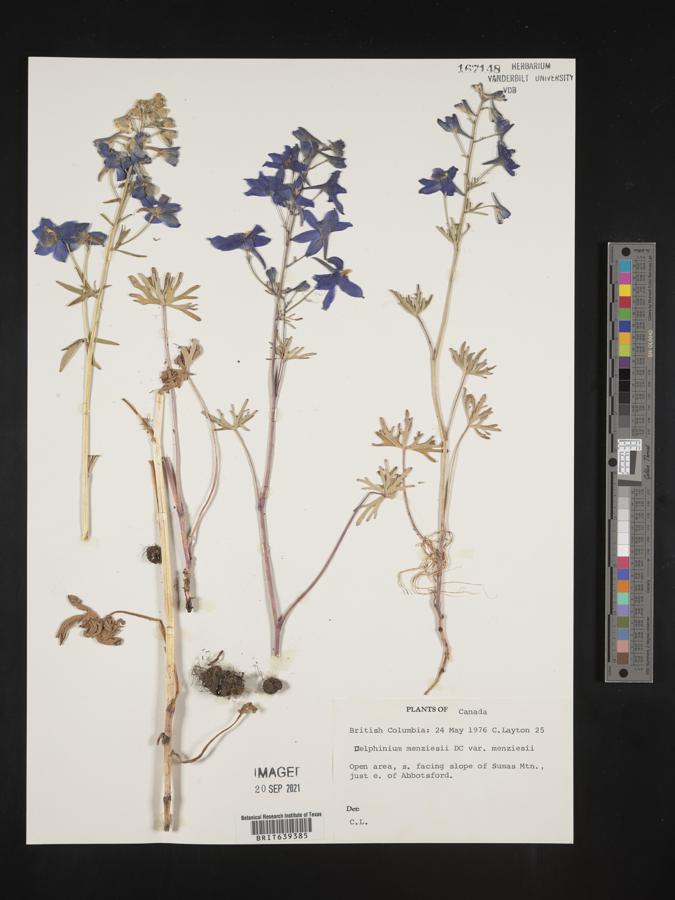 Delphinium menziesii subsp. menziesii image
