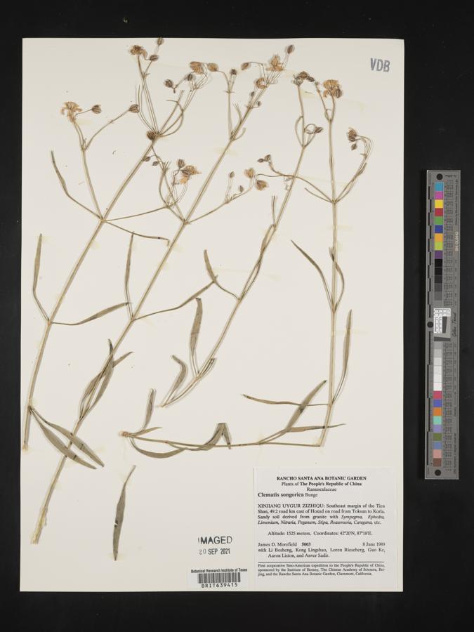 Clematis songorica image