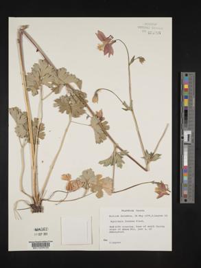 Aquilegia formosa image