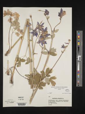 Aquilegia vulgaris image