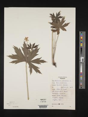 Anemone canadensis image