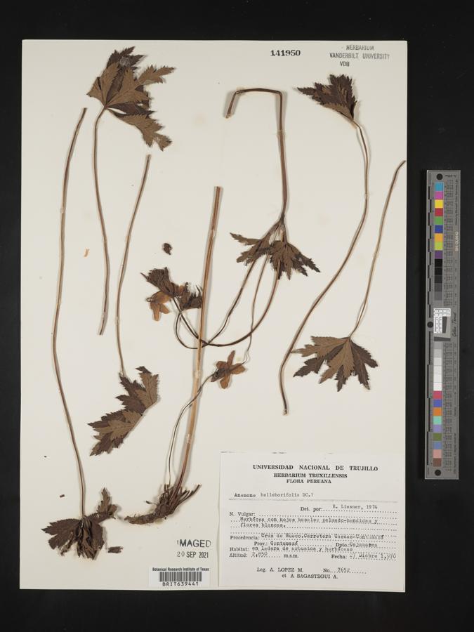 Pulsatilla pratensis subsp. pratensis image