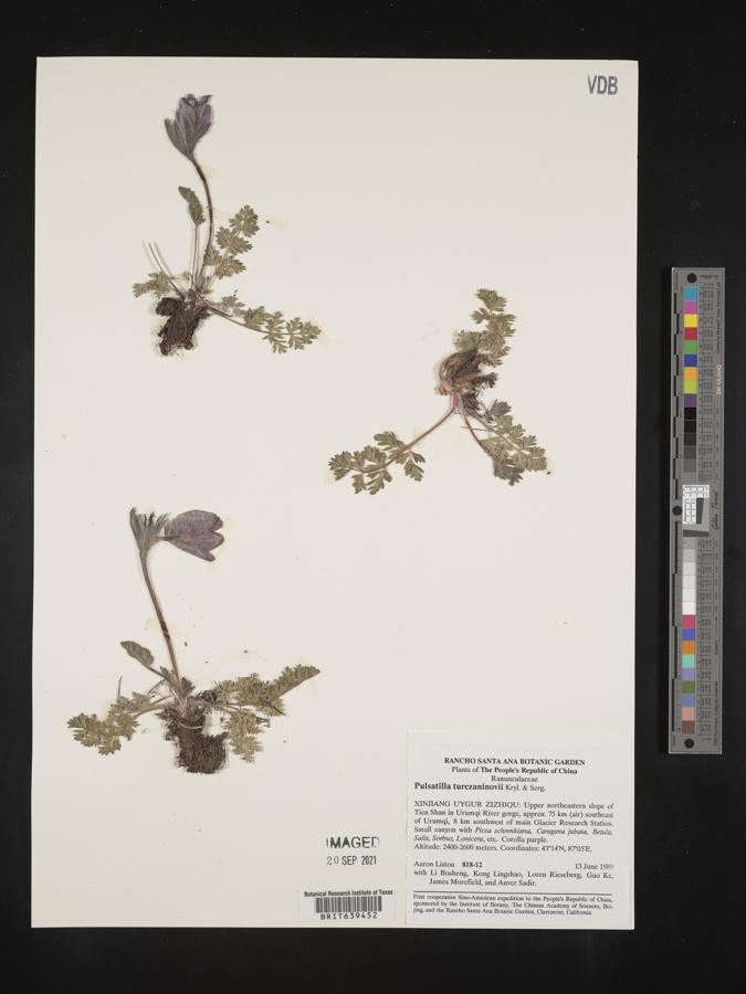 Pulsatilla turczaninovii image