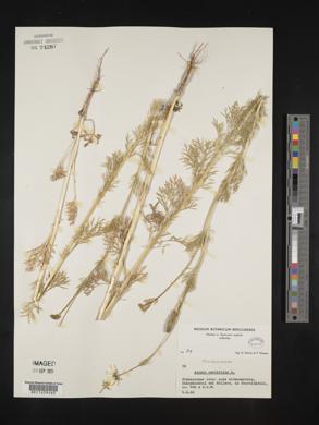 Adonis aestivalis image