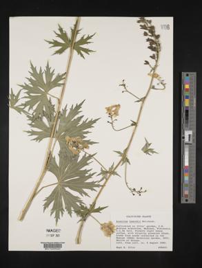 Aconitum lycoctonum image