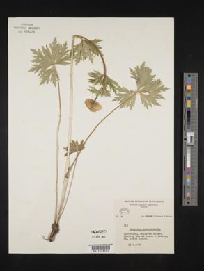 Trollius europaeus image