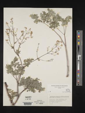 Thalictrum minus image
