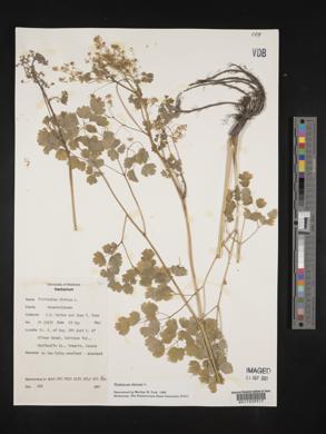 Thalictrum dioicum image