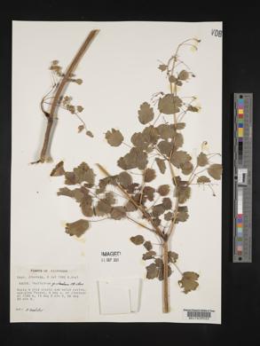 Thalictrum guatemalense image