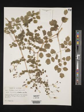 Thalictrum guatemalense image