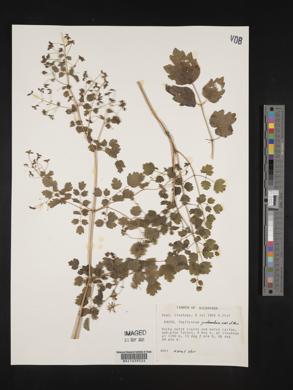 Thalictrum guatemalense image