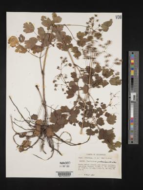 Thalictrum guatemalense image