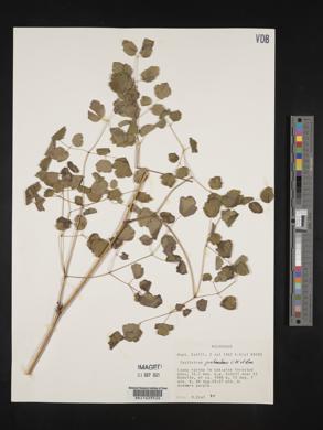 Thalictrum guatemalense image