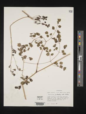 Thalictrum guatemalense image