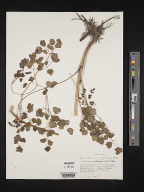 Thalictrum guatemalense image