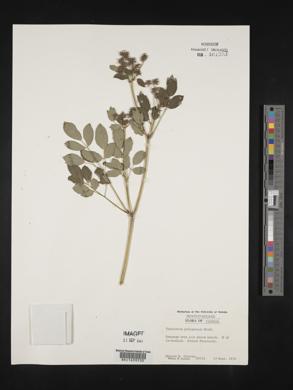 Thalictrum polygamum image