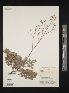 Thalictrum minus image