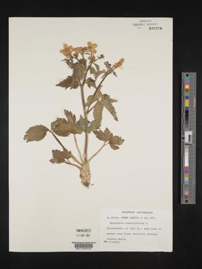 Ranunculus aconitifolius image