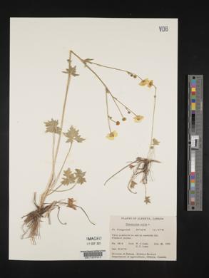 Ranunculus acris image