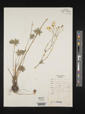 Ranunculus acris image