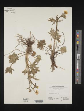 Ranunculus acris image