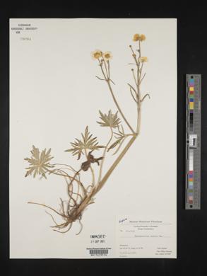 Ranunculus acris image