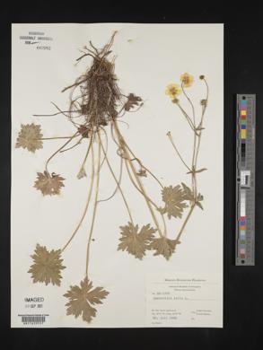 Ranunculus acris image