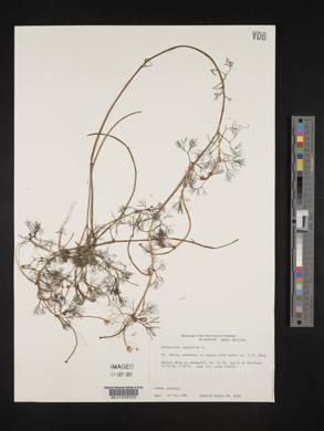 Ranunculus aquatilis image