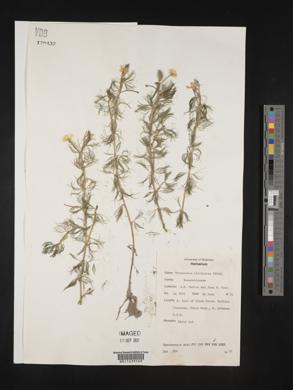 Ranunculus aquatilis var. diffusus image