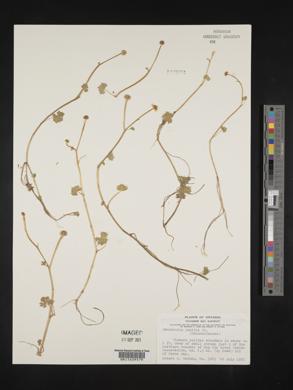 Ranunculus gmelini image
