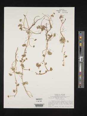 Ranunculus gmelini image