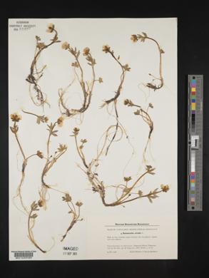 Ranunculus nivalis image