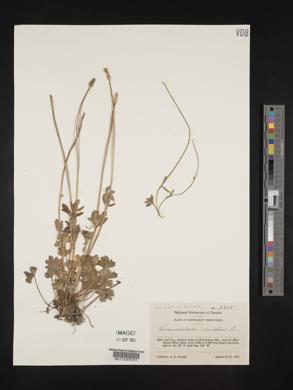 Ranunculus nivalis image