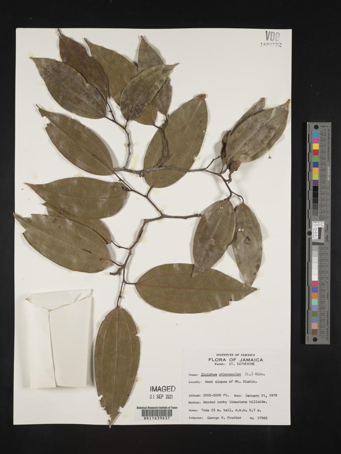 Sarcomphalus chloroxylon image