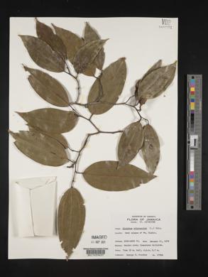 Sarcomphalus chloroxylon image