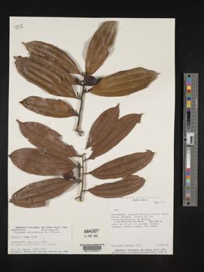 Sarcomphalus chloroxylon image
