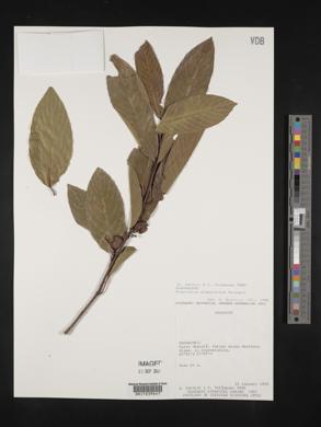 Rhamnidium elaeocarpum image