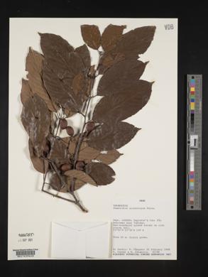 Rhamnidium elaeocarpum image