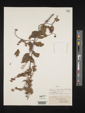 Gouania lupuloides image