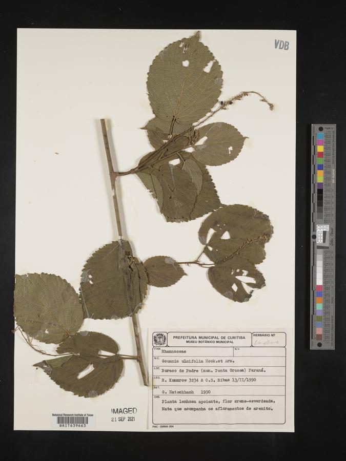Gouania ulmifolia image