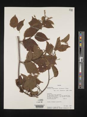 Gouania lupuloides image