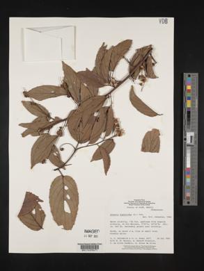 Gouania lupuloides image