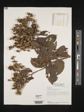 Gouania lupuloides image