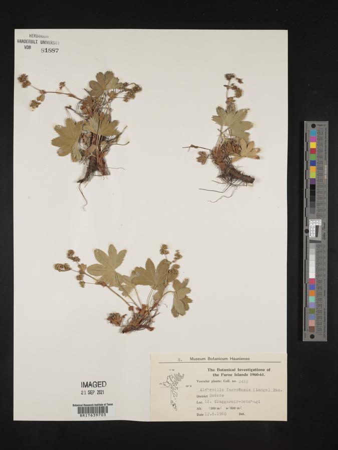 Alchemilla faeroensis image