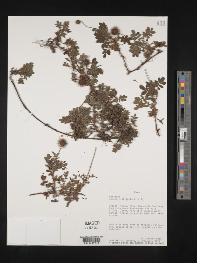 Acaena ovalifolia image