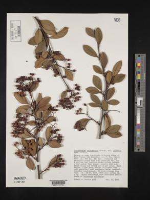 Cotoneaster salicifolius image