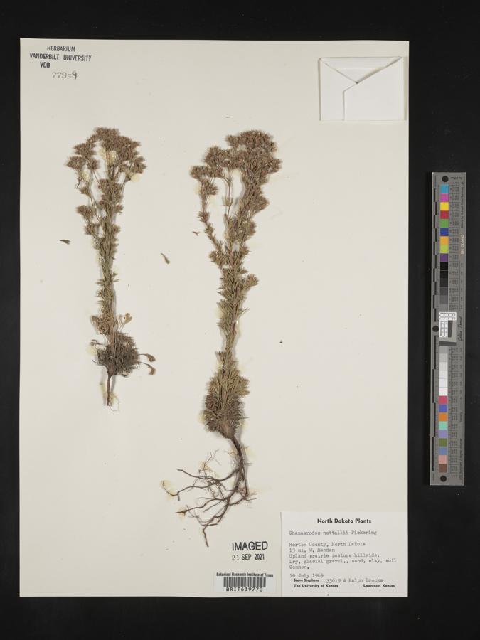 Chamaerhodos nuttallii image