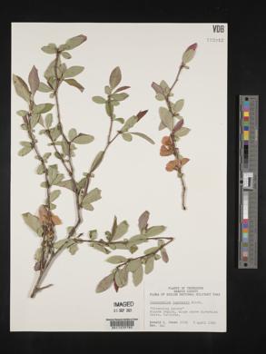 Chaenomeles lagenaria image