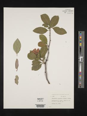 Chaenomeles lagenaria image